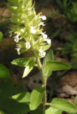 Teucrium_sp.jpg