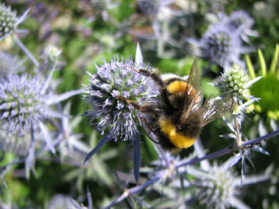 Hummeldistel.jpg