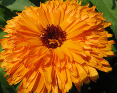 Ringelblume.jpg