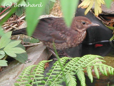 amsel_weibchen.jpg