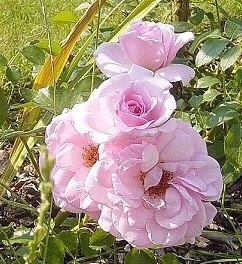Rose_am_Pool1.jpg
