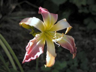Hem_Wils_sp.jpg