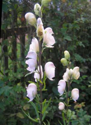 Aconitum_Gletschereis1.jpg