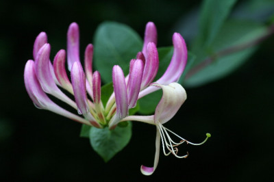 Lonicera-Juli06-01.jpg