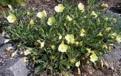 Oenothera_macrocarpa_Greencourt_Lemon_2006-07-09.JPG
