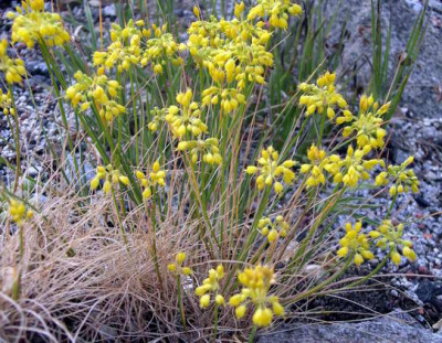 Allium_flavum_minus_2006-07-13.JPG