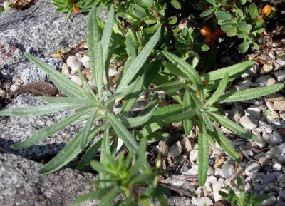 Onosma_stellulata_samling.2006-07-09_006.JPG