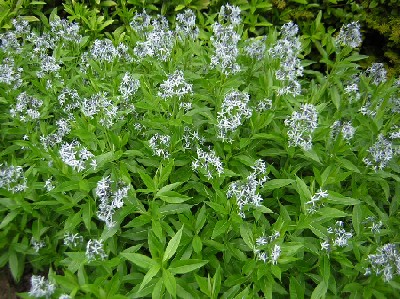 Amsonia_C.jpg