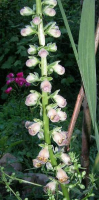 Digitalis_laevigatus__v._bohl.jpg