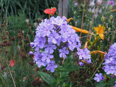 Phlox 1 (Kopie).jpg