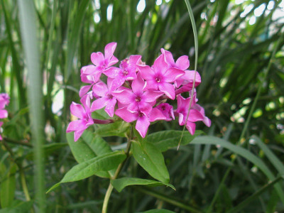 Phlox 2 (Kopie).jpg