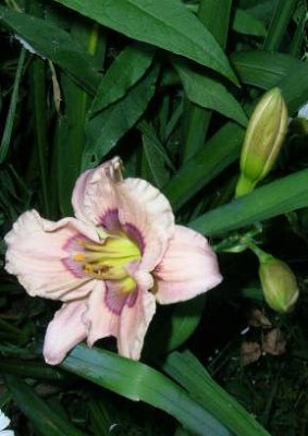 Hemerocallis_Mandelauge.jpg