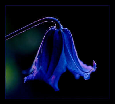 Clematis_Blue_Boy_2_15-07-2006.jpg