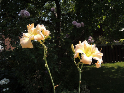 DSCN8020_877.JPG