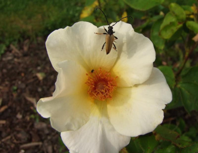 2015_0815GartenTaglilien0028.jpg