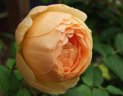 2015_0815GartenTaglilien0003.jpg