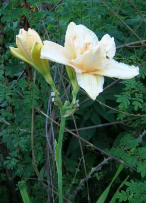 Hemerocallis_Land_of_Cotton_____v._Glueck.jpg