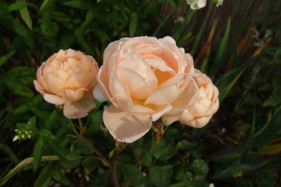 2015_0815GartenTaglilien0025.jpg