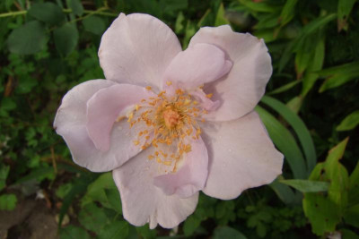 2015_0815GartenTaglilien0011.JPG