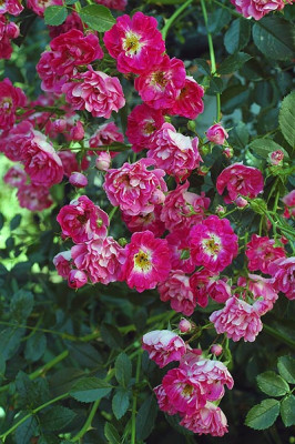 rose5140.jpg