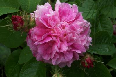 unbekannte_alte_Rose.jpg