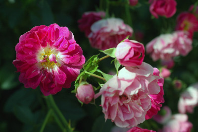 rose5142.jpg