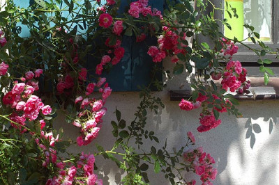 rose5143.jpg