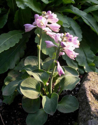 Hosta_Blue_Mouse_Ears_2006-07-14.JPG