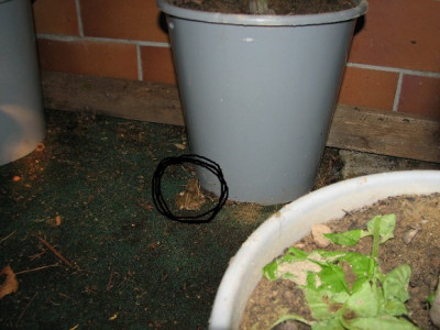 Tomatenfrosch18.07.06_003.jpg