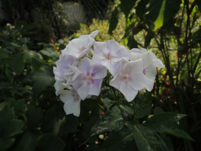 DSCN8072_879.JPG