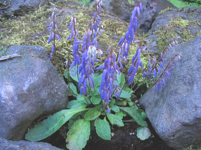 Wulfenia_amherstiana_fars.jpg