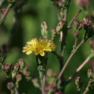 Salat-Juli-06-01.jpg