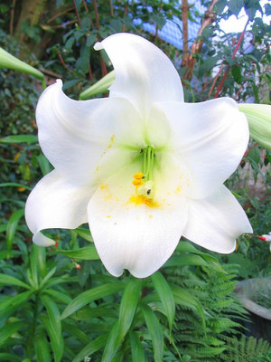 Lilium_longiflorum_fars.jpg