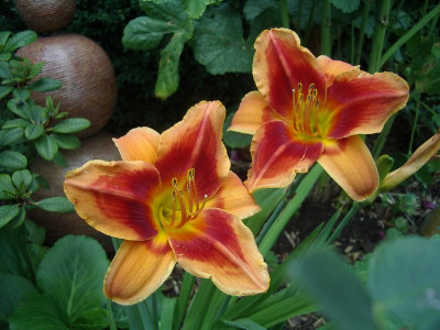 IMGP8279.JPG