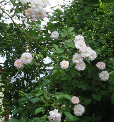Pauls_Himalayan_Musk1_1_5_1.jpg