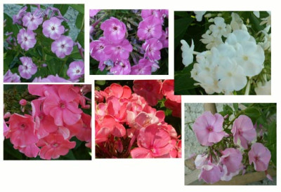 phlox_pot.jpg
