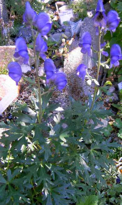 16.7.06._Aconitum__tauricum_006.JPG