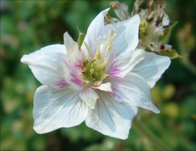Geranium_neu.jpg