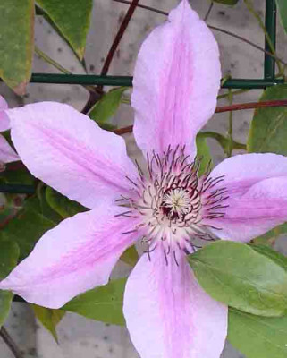 Clematis_02.jpg