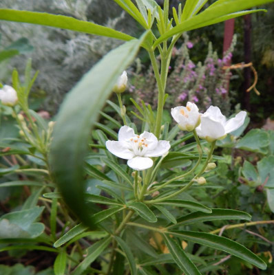 Choisya ternata.JPG