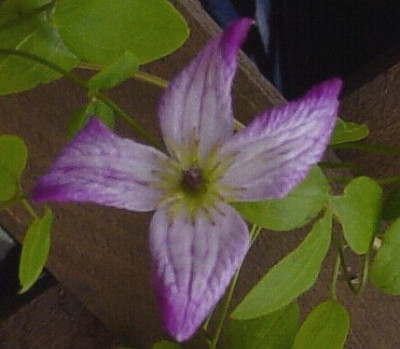 Clematis_links.jpg
