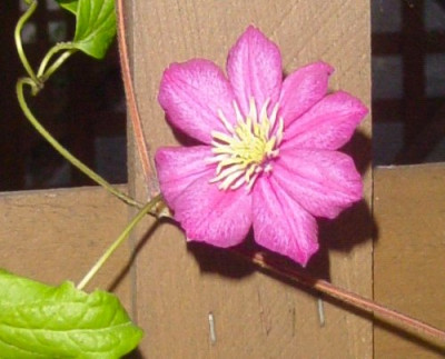 Clematis_rechts.jpg
