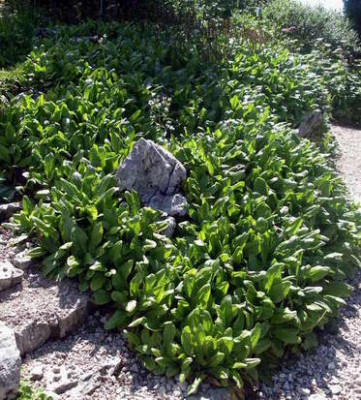 Wulfenien_2006-07-16.JPG
