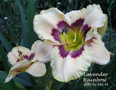 Imgp8834-LavRain.jpg