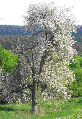 Baum1.JPG