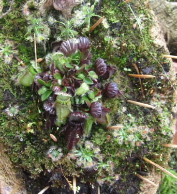 Cephalotus mit Zwergdrosera-ax.jpg