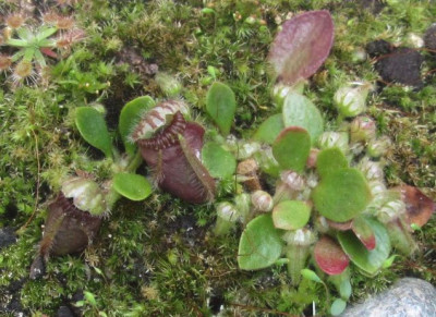 Cephalotus-tepui-kl.1.jpg