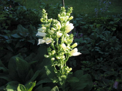 Digitalis_weiss__06.jpg