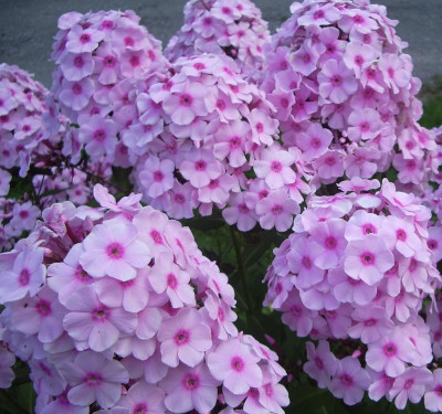 Phlox Rosa Pastell.jpg