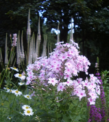 Phlox Edentuin.jpg